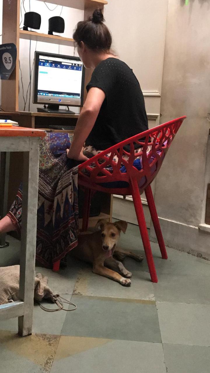 Doodle Rack Hostel Джайпур Екстериор снимка